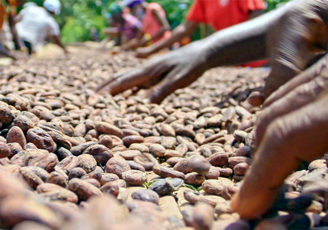 Foto della lavorazione manuale del cacao